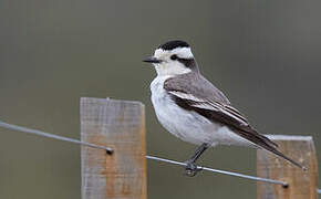 Black-crowned Monjita