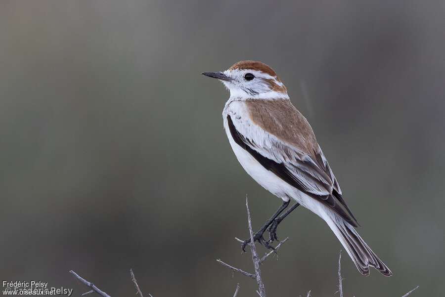 Pépoaza de Salinasadulte, identification