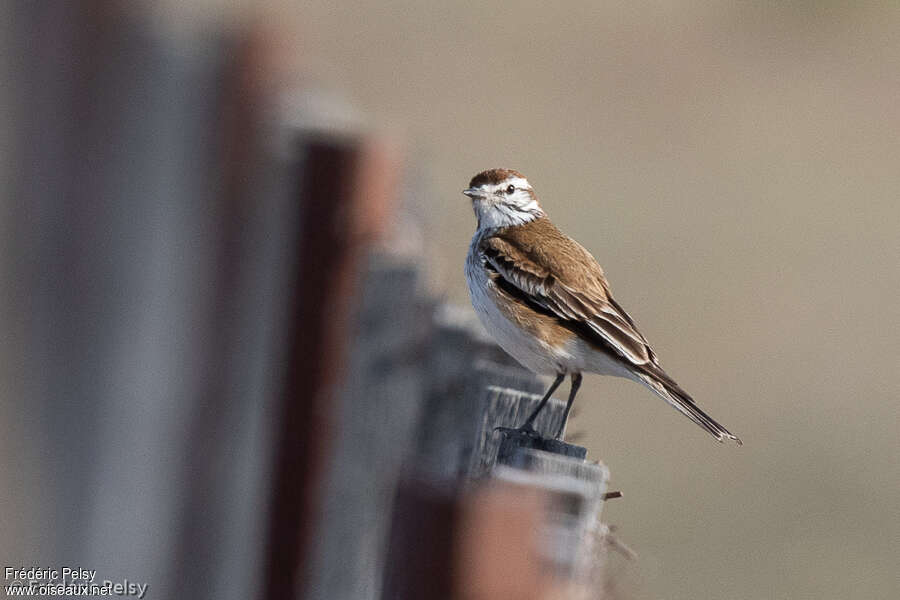 Rusty-backed Monjitaadult, identification