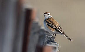 Rusty-backed Monjita