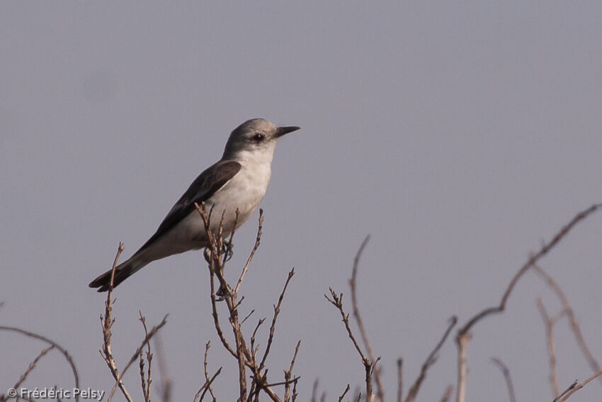 White-rumped Monjitaadult