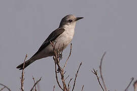 White-rumped Monjita