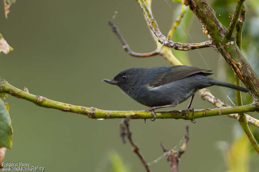 White-sided Flowerpiercer male adult, identification