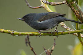 White-sided Flowerpiercer