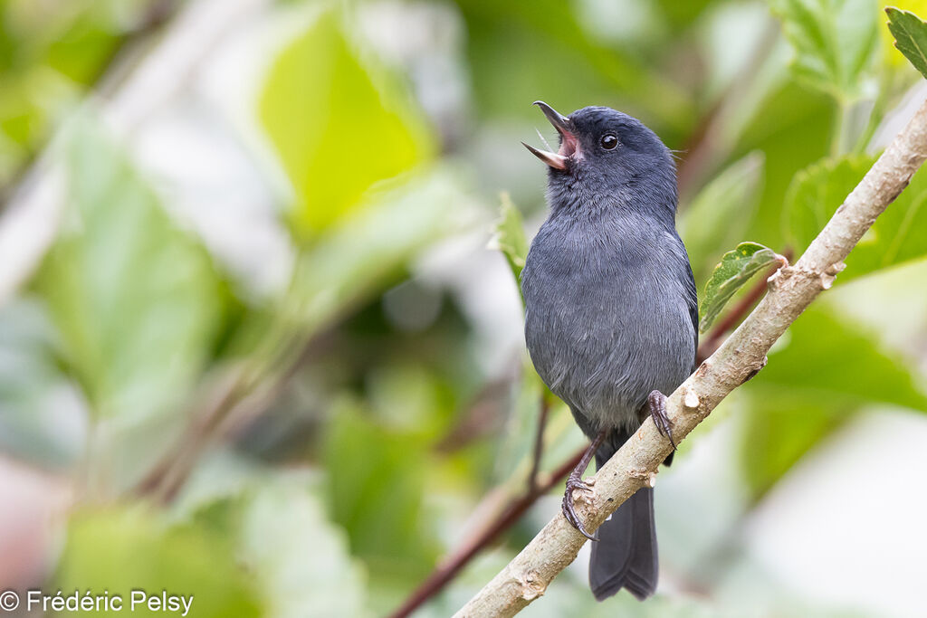 Slaty Flowerpiercer