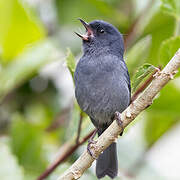 Slaty Flowerpiercer