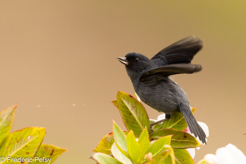 Slaty Flowerpiercer