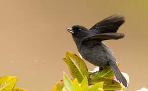 Slaty Flowerpiercer