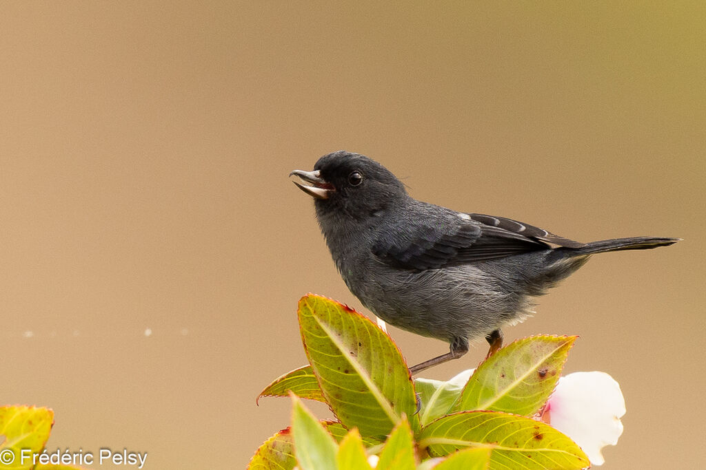 Slaty Flowerpiercer