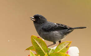 Slaty Flowerpiercer