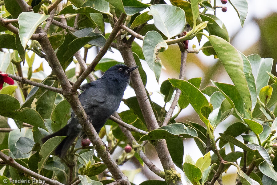 Bluish Flowerpiercer