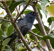 Bluish Flowerpiercer