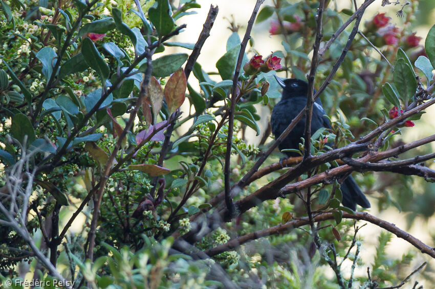 Glossy Flowerpierceradult