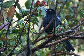 Glossy Flowerpiercer