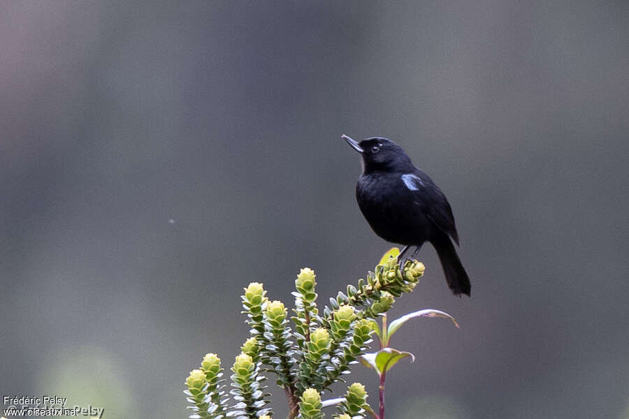 Glossy Flowerpierceradult, identification