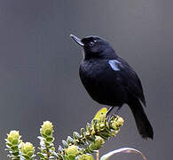 Glossy Flowerpiercer