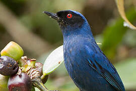 Masked Flowerpiercer