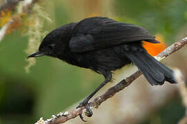 Black Flowerpiercer