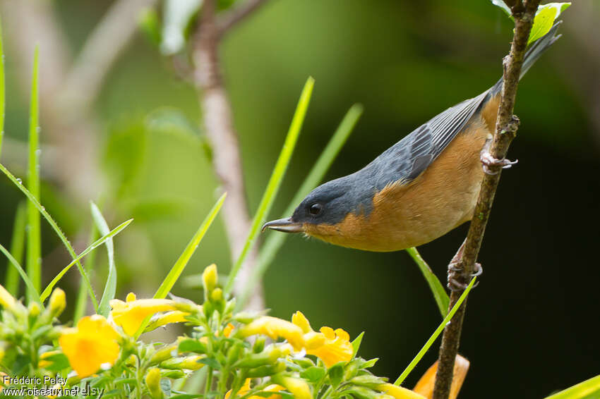 Rusty Flowerpiercer male adult