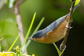 Rusty Flowerpiercer