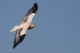 Egyptian Vulture