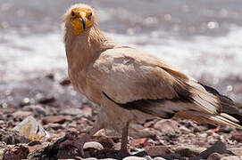 Egyptian Vulture