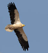 Egyptian Vulture