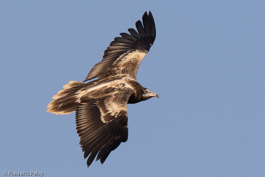 Egyptian Vulturejuvenile