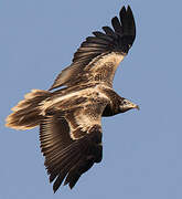 Egyptian Vulture