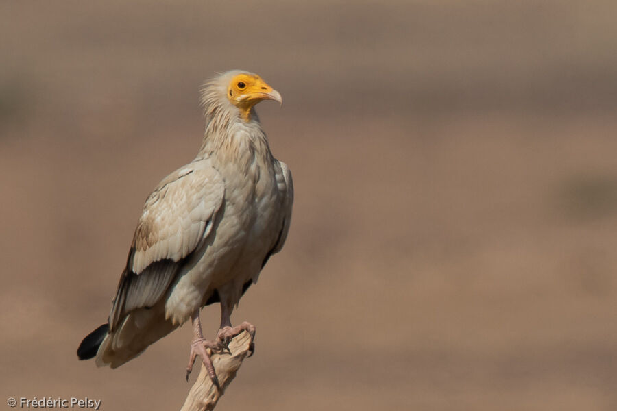 Egyptian Vulture