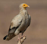 Egyptian Vulture