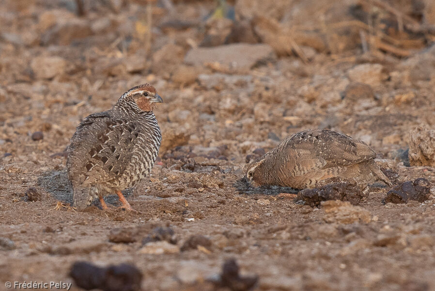 Rock Bush Quail