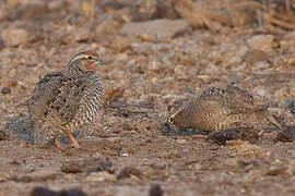 Rock Bush Quail