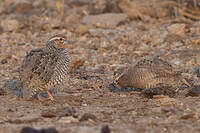 Perdicule argoondah