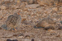 Perdicule argoondah