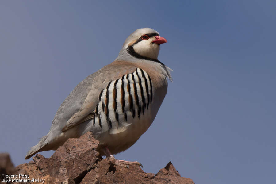 Chukar Partridgeadult, habitat, pigmentation