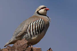 Chukar Partridge