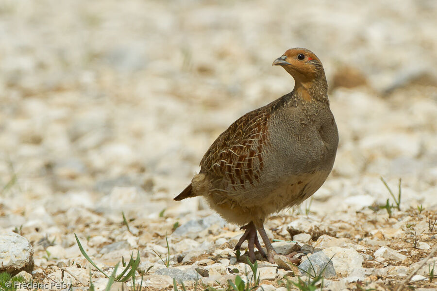 Grey Partridge