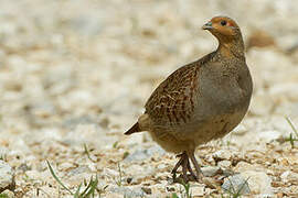 Grey Partridge