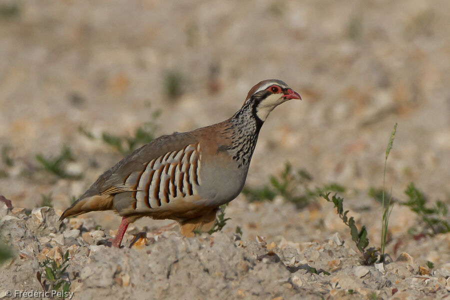 Red-legged Partridge