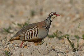 Red-legged Partridge