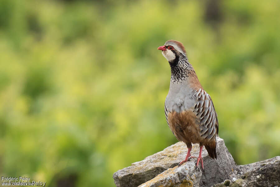 Perdrix rougeadulte, habitat, pigmentation, Comportement