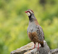 Red-legged Partridge