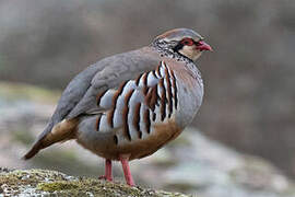 Red-legged Partridge