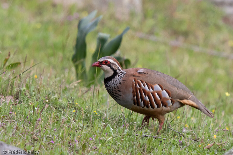 Red-legged Partridge