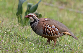 Red-legged Partridge