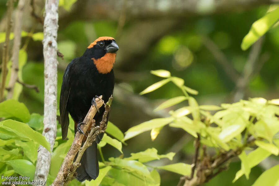 Pèrenoir de Porto Rico adulte, identification