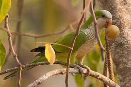 Monk Parakeet