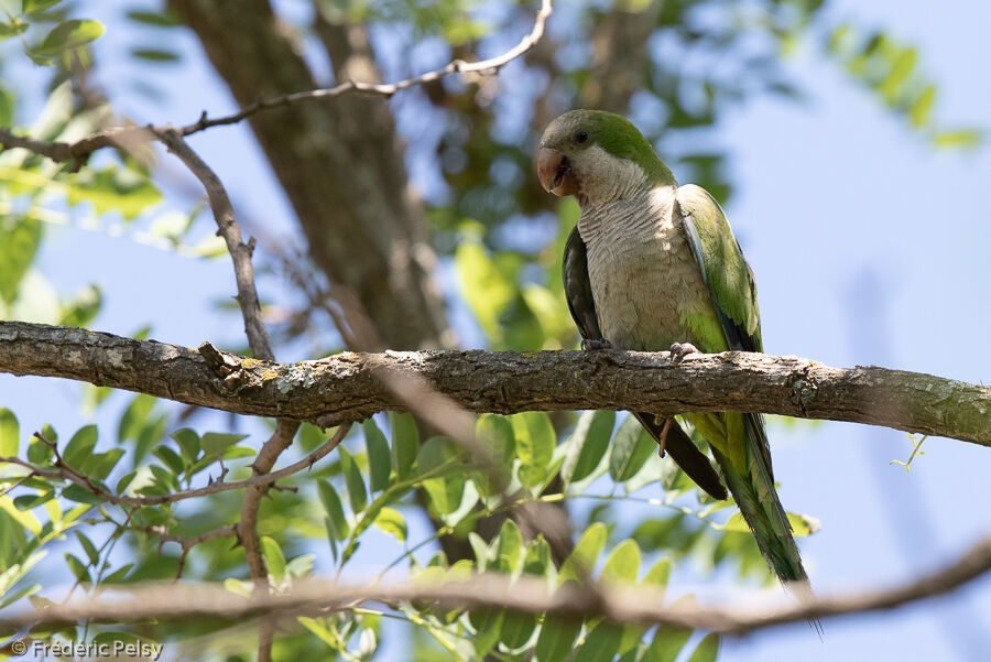 Monk Parakeet