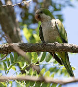 Monk Parakeet